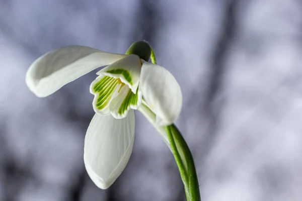 stock image White snowdrop flowers close up. Galanthus blossoms illuminated by the sun in the green blurred background, early spring. Galanthus nivalis bulbous, perennial herbaceous plant in Amaryllidaceae family.