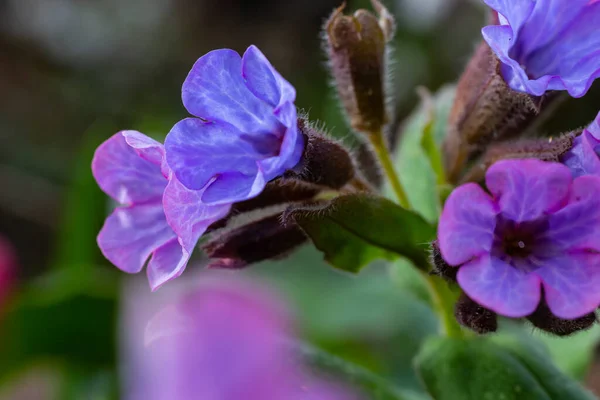 Close Blooming Flowers Pulmonaria Mollis Sunny Spring Day Selective Focus – stockfoto
