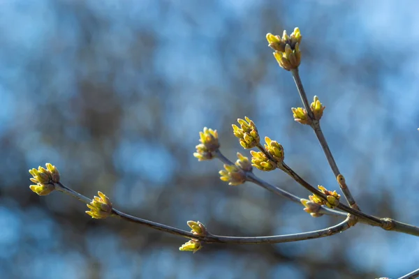 Brotando Botões Galho Árvore Início Primavera Macro Início Primavera Galho — Fotografia de Stock