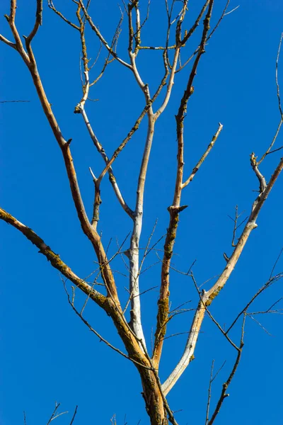 Suche Gałęzie Drzew Bez Liści Tle Błękitnego Nieba Chmurami Czas — Zdjęcie stockowe