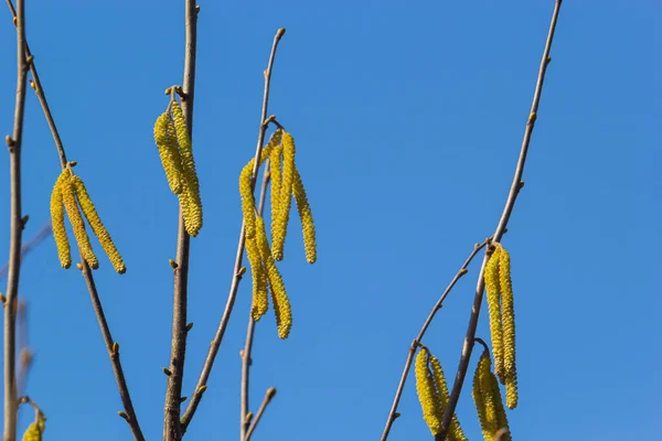 Första Tecknen Våren Hassel Europeisk Filbert Corylus Avellana Öppnade Blomknoppar — Stockfoto