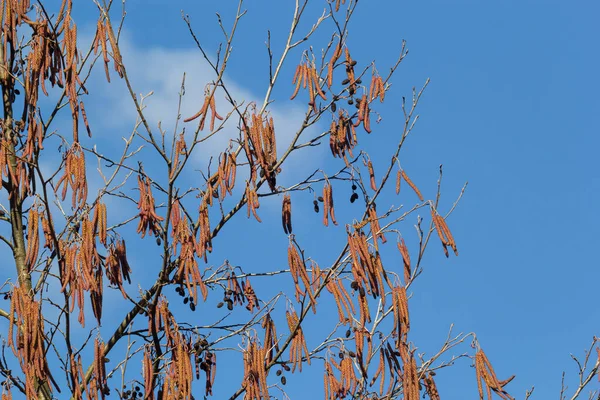 Malá Větev Černé Olše Alnus Glutinosa Kočičími Samci Samičími Červenými — Stock fotografie