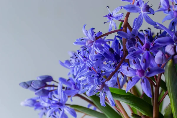 Blumenmuster Floraler Rand Aus Scilla Bifolia Zweiblättrigem Quilt Oder Alpenquill — Stockfoto