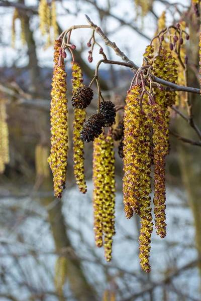 Alder Alnus Glutinosa 의작은 가지는 꽃이삭 암컷붉은 봄에는 귀걸이와 아름다운 — 스톡 사진