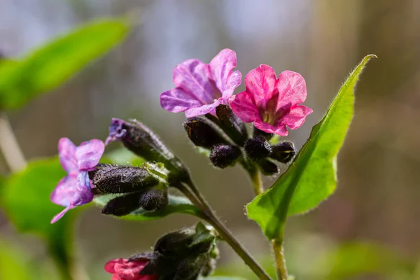 Pulmonaria Longwort Bloemen Van Verschillende Tinten Violet Een Bloeiwijze Honingfabriek — Stockfoto