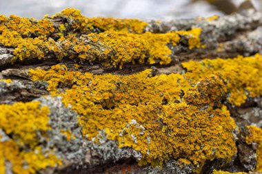Xanthoria parietina yaygın turuncu liken, sarı pullu, deniz patlamış liken ve ağaç kabuğunda liken. Arkaplanda turuncu liken bulunan ince kuru bir dal..