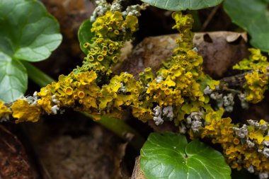 Xanthoria parietina yaygın turuncu liken, sarı pullu, deniz patlamış liken ve ağaç kabuğunda liken. Arkaplanda turuncu liken bulunan ince kuru bir dal..