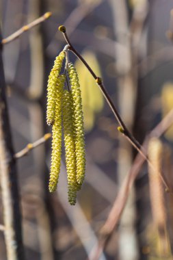 Baharın ilk belirtileri. Hazel, Avrupalı filbert Corylus avellana bahar arifesinde çiçek tomurcukları ve catkins açtı..