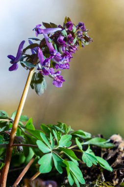 Corydalis. Corydalis Soda. İlkbaharda açan mor çiçek ormanı. İlk bahar çiçeği, mor. Vahşi Corydalis doğada.