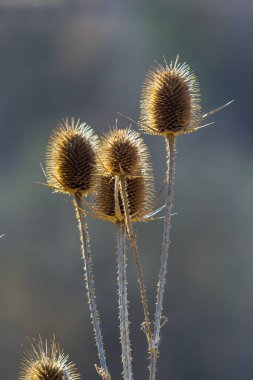 Yeşil bulanık bir arkaplan önünde Teasel Dipsacus fullonum, Dipsacus Fullonum - sağlam bir bienal bitki. Bitkilerin sapları var. Yapışkan çiçek başları. Saldırgan olabilirler ama cezbedebilirler..