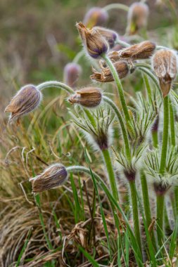 Pulsatilla slavica. Ormanda ilkbahar çiçeği. İlkbaharın başlarında açan güzel, mor tüylü bir bitki. Kaybolan bahar çiçekleri.