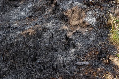 Orman zemininde çimenler ve küllerle yanmış orman yangını. Baharda yanan otlar ciddi bir çevresel sorundur..