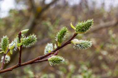 pussy willow Salix caprea, male. Mass flowering of willow cats in early spring with a wonderful bokeh background. Spring concept.