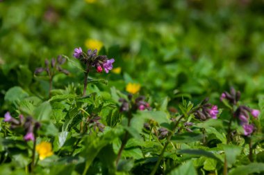 Pulmonarya, akciğer kurdu çiçekleri menekşenin farklı tonlarında tek bir ses tonunda. Ukrayna 'nın bal bitkisi. İlk bahar çiçekleri. Pulmonaria officinalis. Pulmonaria officinalis çiçek açtı.