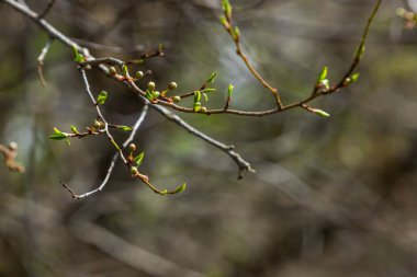 Büyük yeşil tomurcuklar dalları. Genç yeşil yapraklar kalın yeşil tomurcuklardan çıkar. Gündüz güneşiyle aydınlatılan yeni yapraklı dallar. Erken bahar günü. Bahar geliyor..