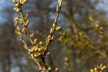 Floral background with white flowers and green leaves. Plum blossoms in the spring garden. Wild plums tree blossom blooming. Macro, close-up.Selective focus.