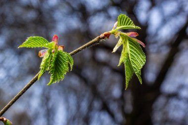 Carpinus Betulus 'un genç yeşil yaprakları, Avrupalı ya da sıradan boynuz kirişi. Bulanık kahverengi bahar arka planında güzel dallar. Her tasarım için doğa konsepti. Mesajın için yer aç. Seçici odak.