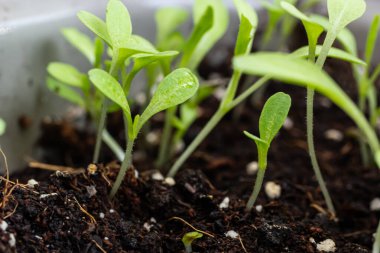 Toprakta filizlenen genç bitkilerin en üst görüntüsü. Tohumlar açık alana ekilmeden önce hazırlanır. Karanlık bir arka planda taze filizler.