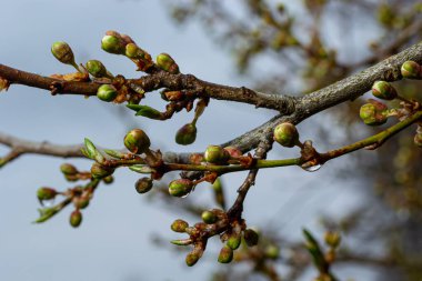 Beyaz çiçekli ve yeşil yapraklı çiçek arkaplanı. Bahar bahçesinde erik çiçekleri. Yabani erikler çiçek açıyor. Makro, kapat. Seçmeli odak.
