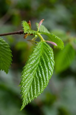 Carpinus Betulus 'un genç yeşil yaprakları, Avrupalı ya da sıradan boynuz kirişi. Bulanık kahverengi bahar arka planında güzel dallar. Her tasarım için doğa konsepti. Mesajın için yer aç. Seçici odak.