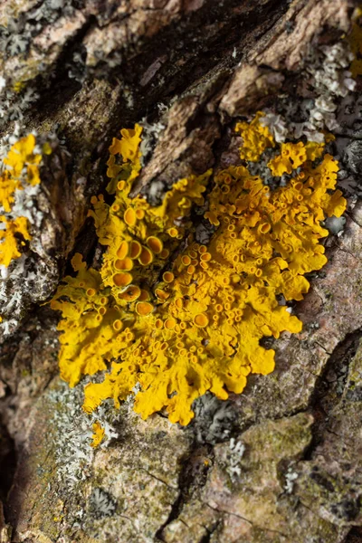 Xanthoria Parietina Common Orange Lichen Yellow Scale Maritime Sunburst Lichen — Stock Photo, Image