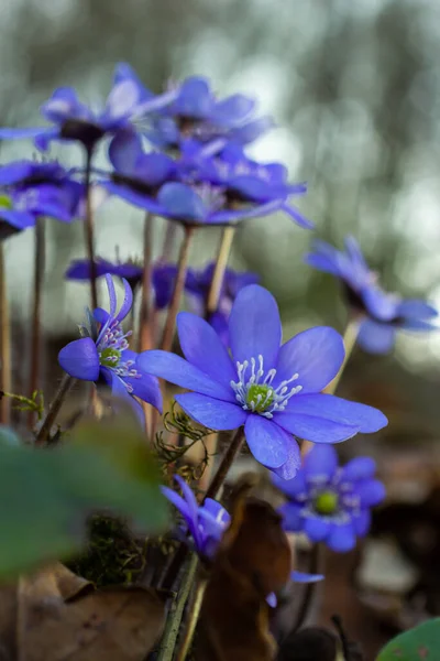 Hermosa Macro Toma Una Primera Flor Silvestre Grande Azul Hepatisa —  Fotos de Stock