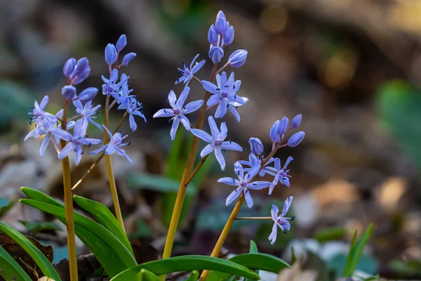 Stock image Scilla bifolia, the alpine squill or two-leaf squill, is a herbaceous perennial plant of the family Asparagaceae. Art photo of the early flowering plant Scilla bifolia, the alpine squill.