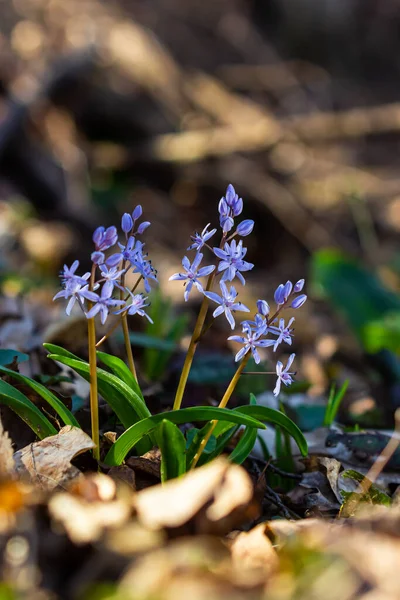 Scilla bifolia, Asparagaceae familyasından uzun ömürlü bir bitki türü. Erken dönem çiçekli bitki Scilla bifolia 'nın sanat fotoğrafı..