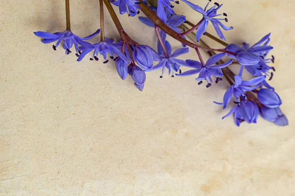 Весняні Блакитні Квіти Scilla Bifolia Старому Жовтому Папері Порожнім Простором — стокове фото