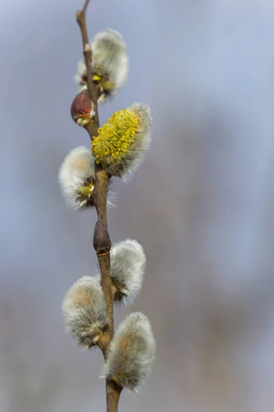 Willow Salix Caprea Kabátokkal Bolyhos Fűzfa Virágokkal Húsvét Virágvasárnap Goat — Stock Fotó