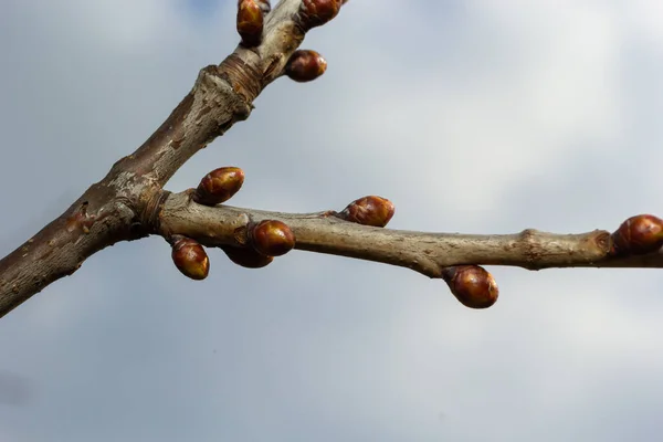 Budding Buds Tree Branch Early Spring Macro Early Spring Twig — Stock Photo, Image