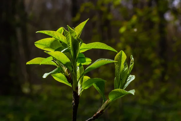 커다란 꽃봉오리 가지들 두꺼운 꽃봉오리에서 초록색 잎들이 나옵니다 송이송이 열매맺힌 — 스톡 사진