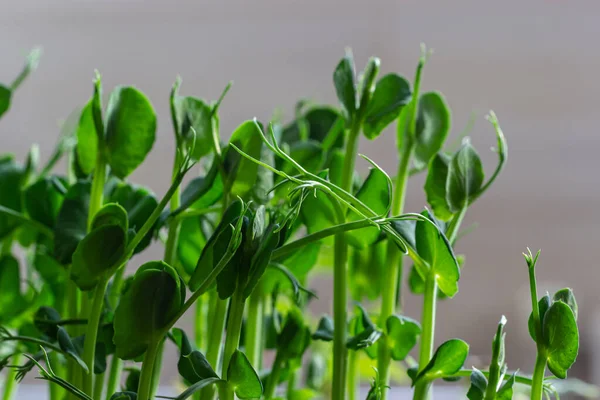 Micro Verdeață Proaspătă Care Crește Germeni Mazăre Pentru Salată Sănătoasă — Fotografie, imagine de stoc
