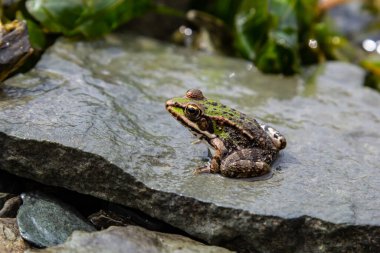 A green frog, Lithobates clamitans, rests on a cameo near a pond.