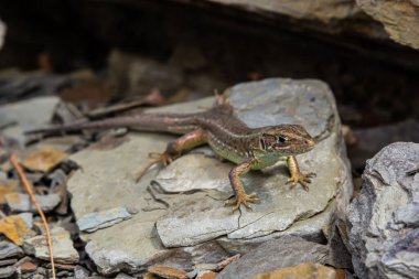 Lacerta agilis, kum kertenkelesi, güneşli bir yaz gününde.