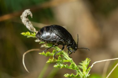 Böcek yaprağın üzerinde oturur. Böcek Coleoptera Chrysomelidae Galeruca tanaceti dişisi, doğal ortamda yaz günü.