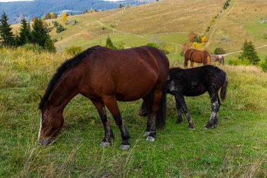Atlar arazide mountain yakınındaki sonbaharda otlatmak.