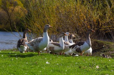 Kırsaldaki bir otlaktaki gri güzel kazlar yeşil çimlerin üzerinde yürüyorlar. Çiftlik hayvanları çiftlik kuşları. Hayvan yetiştiriciliği.
