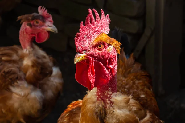 农场里的红母鸡家养家禽 传统家禽饲养场里的鸡 鸡在鸡场啄食谷类 — 图库照片