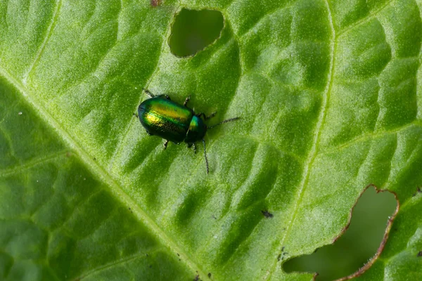大绿叶上色彩艳丽的狗形叶甲壳虫 — 图库照片