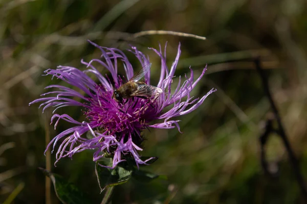 Barna Búzavirág Kentaurea Jacea Egy Méh Egy Virág Egy Nyári — Stock Fotó