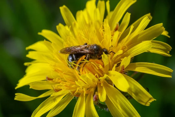 Abeille Miel Recueillant Pollen Sur Une Fleur Pissenlit Jaune Vif — Photo