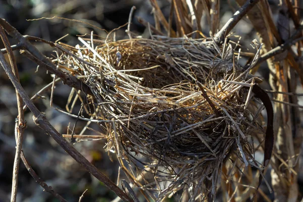 Empty bird's nest. Spring forest, in the bush there is an abandoned nest of a bird, which may return to lay eggs and raise offspring.