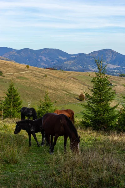 Horses Graze Mountain Pasture Autumn — Stock Photo, Image