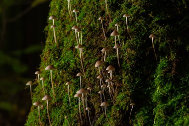 Ormanda beyaz mantarlar, Mycena piringa mantarları.