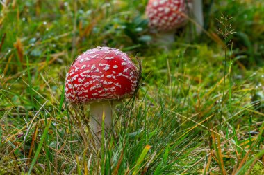 Kızıl Vahşi Amanita Mushroom. Vahşi doğada yetişen kırmızı bir Amanita Muscaria mantarı..