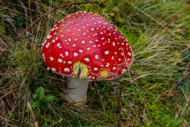 Kızıl Vahşi Amanita Mushroom. Vahşi doğada yetişen kırmızı bir Amanita Muscaria mantarı..