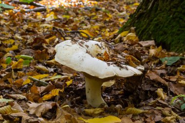 Lactifluus vellereus eskiden ormandaki Lactarius vellereus mantarıydı..