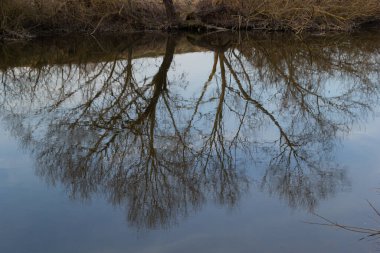 Reflection of trees in the mirror surface of the water of the lake of the city pond. Spring still life photo.