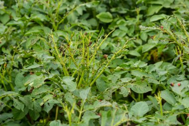 Colorado patates böceği larva ve böcekleri tarafından tahrip edilen patates yetiştiriciliği, Leptinotarsa decemlineata, Colorado böceği, on çizgili mızrak, on çizgili patates böceği,.